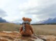 Website Caregiver Bear